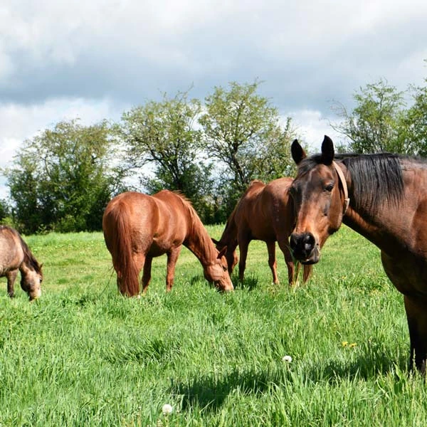 Pension pour chevaux à Pont-du-Château, Puy-de-Dôme